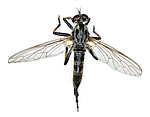 KA_090914_socius_female_dorsal / Neoitamus socius / Gulfotskogrovflue