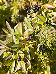 KA_091014_3009 / Ligustrum vulgare / Liguster