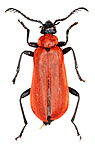 KA_091211_coccinea / Pyrochroa coccinea