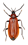 KA_091211_pectinicornis / Schizotus pectinicornis