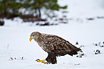KA_100206_0264 / Haliaeetus albicilla / Havørn