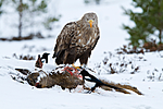 KA_100207_0435 / Capreolus capreolus / Rådyr <br /> Haliaeetus albicilla / Havørn