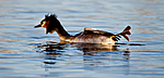 KA_100411_1533 / Podiceps cristatus / Toppdykker