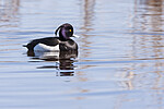 KA_100412_1721 / Aythya fuligula / Toppand