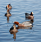 KA_100412_1755 / Anas penelope / Brunnakke