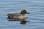 KA_100412_1759 / Anas crecca / Krikkand