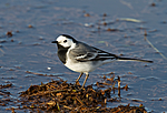 KA_100412_1835 / Motacilla alba / Linerle