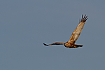 KA_100412_1857 / Circus aeruginosus / Sivhauk