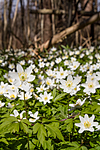 KA_100424_1117 / Anemone nemorosa / Hvitveis