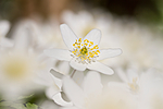 KA_100424_1118 / Anemone nemorosa / Hvitveis