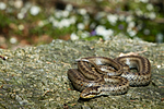 KA_100424_1131 / Coronella austriaca / Slettsnok