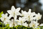 KA_100424_1195 / Anemone nemorosa / Hvitveis