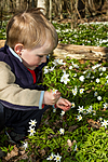 KA_100424_1198 / Anemone nemorosa / Hvitveis