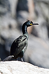 KA_100513_2358 / Phalacrocorax aristotelis / Toppskarv