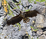 KA_100513_2411 / Haliaeetus albicilla / Havørn