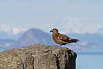 KA_100513_2453 / Stercorarius skua / Storjo