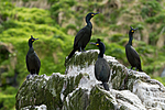 KA_100514_2702 / Phalacrocorax aristotelis / Toppskarv