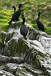 KA_100514_2709 / Phalacrocorax aristotelis / Toppskarv