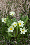 KA_100514_2801 / Primula vulgaris / Kusymre