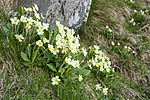 KA_100514_2802 / Primula vulgaris / Kusymre