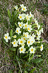 KA_100514_2803 / Primula vulgaris / Kusymre