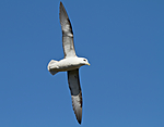KA_100515_2923 / Fulmarus glacialis / Havhest