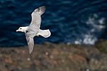 KA_100515_2946 / Fulmarus glacialis / Havhest