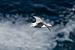 KA_100515_2972 / Fulmarus glacialis / Havhest