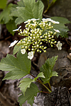 KA_100601_3606 / Viburnum opulus / Korsved