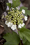 KA_100601_3610 / Viburnum opulus / Korsved