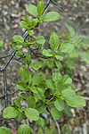 KA_100601_3611 / Rhamnus cathartica / Geitved