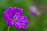 KA_100612_3755 / Geranium sanguineum / Blodstorkenebb