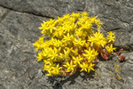 KA_100616_3859 / Sedum acre / Bitterbergknapp