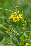 KA_100618_3927 / Lysimachia vulgaris / Fredløs