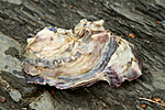 KA_100625_4689 / Crassostrea gigas / Stillehavsøsters
