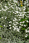 KA_100629_4696 / Cerastium tomentosum / Filtarve