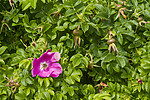 KA_100630_4905 / Rosa rugosa / Rynkerose