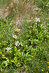 KA_100630_4932 / Ligusticum scothicum / Strandkjeks