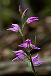 KA_100630_5112 / Cephalanthera rubra / Rød skogfrue