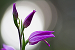 KA_100630_5114 / Cephalanthera rubra / Rød skogfrue