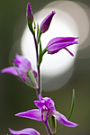 KA_100630_5116 / Cephalanthera rubra / Rød skogfrue