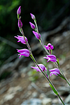 KA_100630_5135 / Cephalanthera rubra / Rød skogfrue