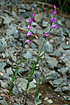KA_100630_5137 / Cephalanthera rubra / Rød skogfrue