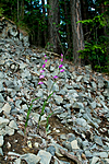 KA_100630_5138 / Cephalanthera rubra / Rød skogfrue