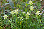 KA_100630_5146 / Melampyrum cristatum / Kammarimjelle