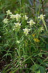 KA_100630_5151 / Melampyrum cristatum / Kammarimjelle