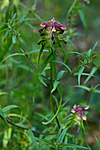 KA_100704_5165 / Melampyrum cristatum / Kammarimjelle