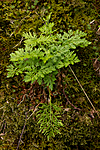 KA_100715_6882 / Cryptogramma crispa / Hestespreng