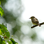 KA_100716_6512 / Muscicapa striata / Gråfluesnapper