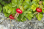 KA_100725_7150 / Rosa rugosa / Rynkerose